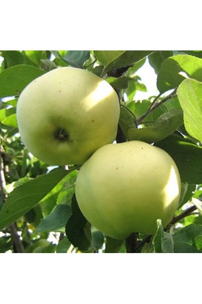 Стиглі яблука Антонівка на дереві 